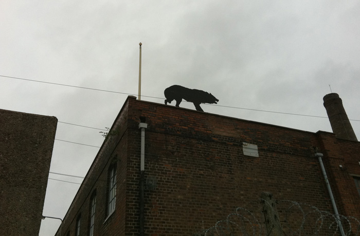 Wolf on top of building