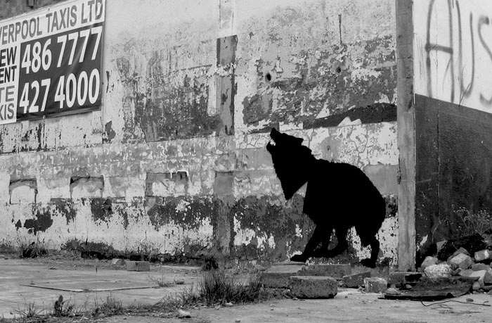 Wolf silhouette black and white